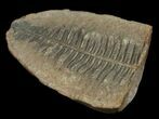Million Year Old Fern Fossil - #5731-1